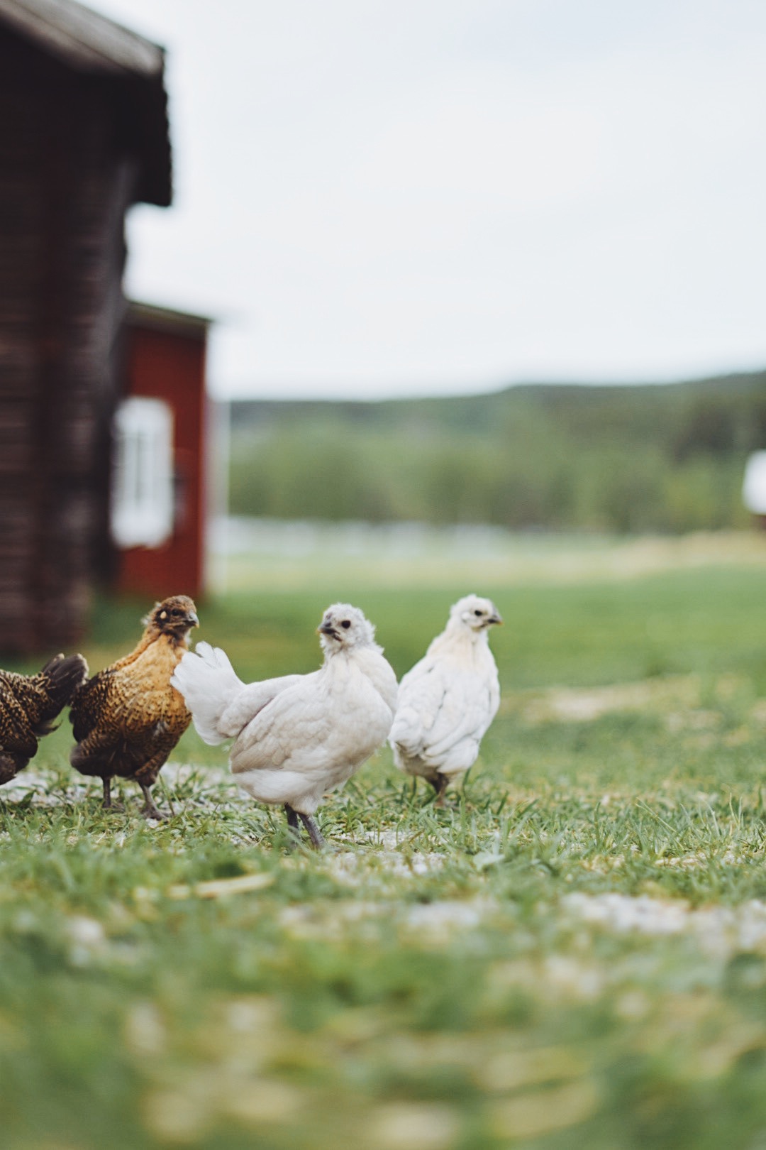 Three young chickens in different colors.