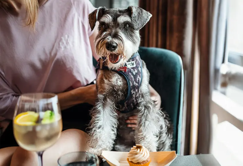 Hund Restaurang 2
